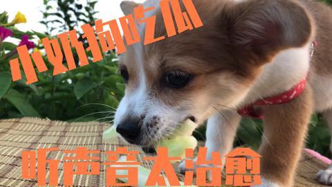 小奶狗吃大瓜视频播放,视频播放量爆表！