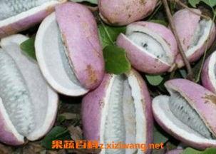 给妈妈吃八月瓜视频,为妈妈制作健康滋补佳肴