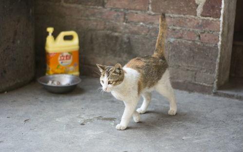 农村猫咪吃瓜视频,萌态十足，网友直呼可爱爆表！