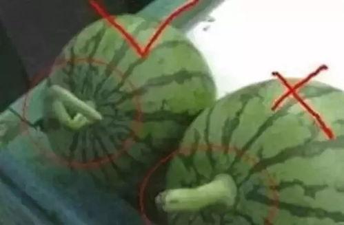 做婚庆的吃瓜视频,一场视觉与味蕾的双重盛宴