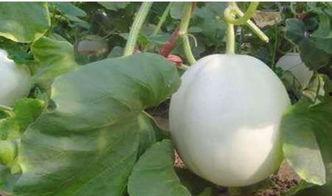 美女吃白兰瓜视频大全,美女品尝白兰瓜，视觉盛宴来袭