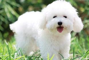 比熊可以吃黄皮瓜吗视频,揭秘宠物饮食新选择