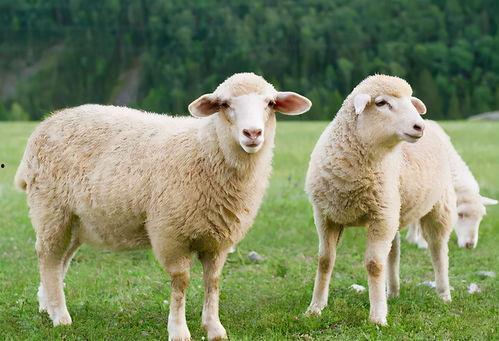 湖北人吃羊瓜好吃吗视频,地道风味，美味如何？