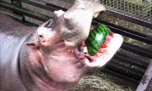 河马吃瓜的搞笑视频下载,瓜果飘香，欢乐无限