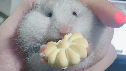 金丝熊吃蒲瓜会死吗视频,金丝熊食用蒲瓜致命风险揭秘