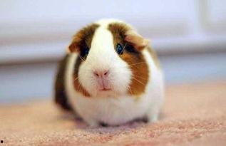 荷兰猪吃洋瓜好吗图片视频,营养美味，健康相伴