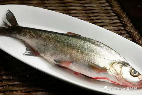 吃八瓜鱼爆笑视频,笑料横生，欢乐无限！