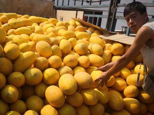 呼和浩特吃瓜视频,揭秘当地美食文化新潮流