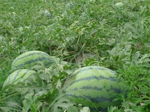 吃瓜基地视频大全最新,揭秘娱乐圈幕后故事