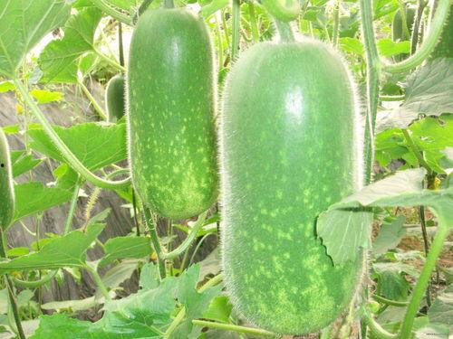 聪慧每日吃瓜视频大全,聪慧带你领略短视频世界的趣味盛宴