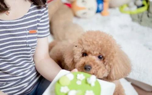 泰迪吃哈密瓜的危害视频,宠物主人必看