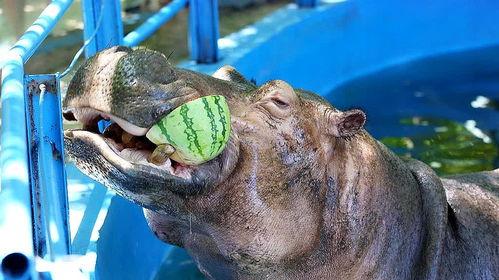 动物吃瓜视频模板下载,动物吃瓜视频模板下载，萌态百出欢乐无限