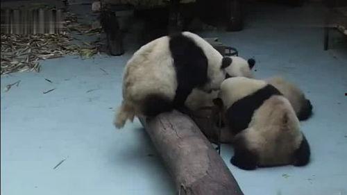 熊猫打架吃瓜视频在线观看,在线观看搞笑吃瓜瞬间，萌态十足！