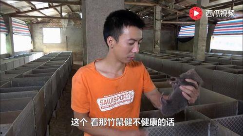 外卖员陈阳吃瓜视频播放,揭秘瓜界新宠