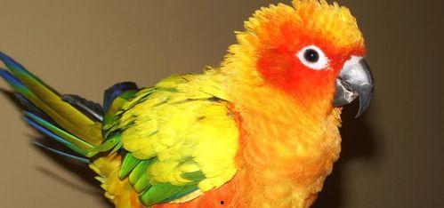 怎么给鹦鹉吃哈密瓜视频,轻松学会哈密瓜的正确喂食方法