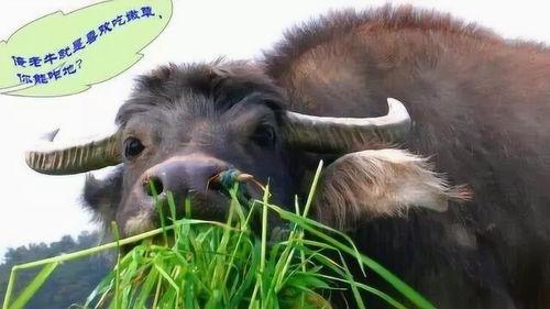 牛吃瓜会中毒吗视频播放,视频揭示惊人事实