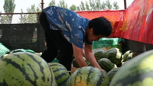 介休龙凤村吃瓜视频,一场别开生面的乡村狂欢