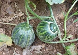 老瓜头配什么吃最好呢视频,美味升级，尽享舌尖盛宴