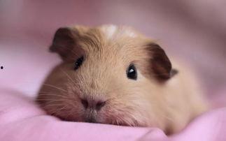 豚鼠会吃小瓜吗视频讲解,小瓜成为新宠?