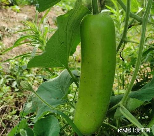 开小号吃瓜视频,开小号背后的娱乐真相